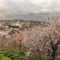 Цветение :: skijumper Иванов