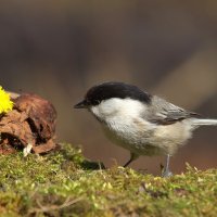 ... :: Вячеслав Минаев