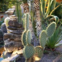 Кактус. :: Лилия *