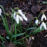 Подснежники :: Рита Симонова Подснежники :: Рита Симонова