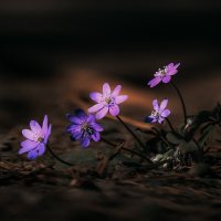 Гепатика :: Игорь Шевченко