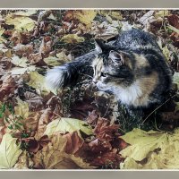 Кошечка Муля на охоте :: Владимир Кроливец