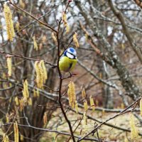 Этюд конца марта 2026г. :: Aida10 Этюд конца марта 2026г. :: Aida10