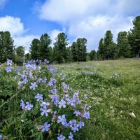 Цветы и кедры на Семинском перевале :: Галина Козлова 