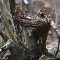 Крокодил Генаха :: Таня Фиалка