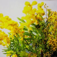 Две мимозы :: Юрий Гайворонскiий