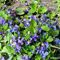 Ростовская весна :: Нина Бутко