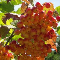 Калина :: Freddy 97