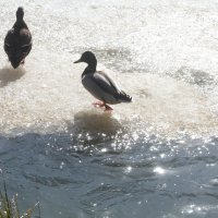 Весна на Яузе :: олег свирский 