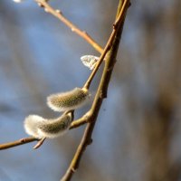 Вновь весны творенье :: олег свирский 