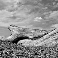 "сфинкс" :: Aндрей Антонов