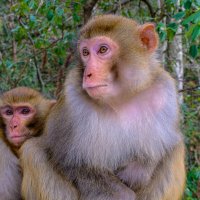 Греются друг другу :: Георгий А Греются друг другу :: Георгий А