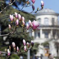 Радует глаз своим цветением магнолия. :: Светлана Тихонина