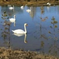 Лебеди прилетели :: Георгиевич Лебеди прилетели :: Георгиевич