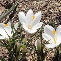 Белые крокусы :: Лидия Бусурина