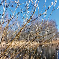 У пруда :: Veera V