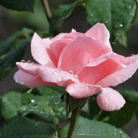 роза :: Наталья Штанулина