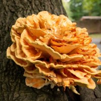 Гриб-красавец... :: Николай Гирш