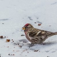 Чечётка :: SanSan 