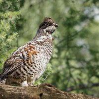 Рябчик :: SanSan 