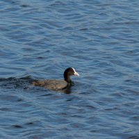 Лысуха. :: Евгений Голубев