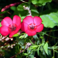 Прекрасный,красный ленок. :: nadyasilyuk Вознюк Прекрасный,красный ленок. :: nadyasilyuk Вознюк