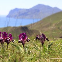 Ирисы :: Геннадий Валеев