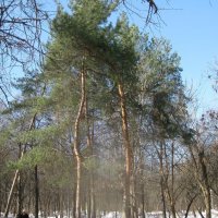 Сосны в синеве :: Дмитрий Никитин Сосны в синеве :: Дмитрий Никитин