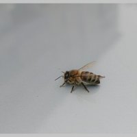 Пчёлка: „Весна! Пора работать!“ :: Вадим Басов