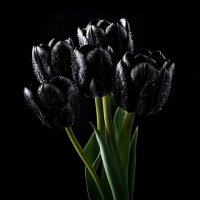 Черный тюльпан ... :: Ravile 