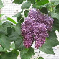 май :: Елена Шаламова