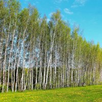 БЕРЕЗОВЫЙ ВЕСЕННИЙ ХОРОВОД :: Валентина 