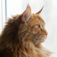 Симба. :: Евгений Голубев