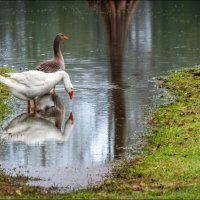 Один серый, другой белый... :: **** vedin
