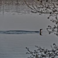 Баклан :: Jakob Dick