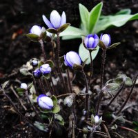 Печёночница :: Рита Симонова Печёночница :: Рита Симонова