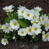 Примула :: Рита Симонова Примула :: Рита Симонова