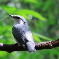 Поползень :: Галина Козлова 