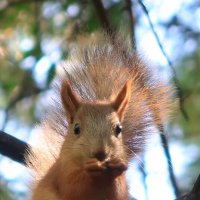 Рыжик :: Галина Козлова Рыжик :: Галина Козлова