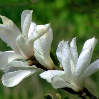 Магнолия звездчатая :: Сергей Карачин