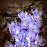 Мартовские шафраны :: Сергей Карачин