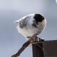 *** :: Сергей Брюшинин