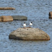 весна :: ИННА ПОРОХОВА