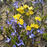 Весенняя радость :: Мария - Maria