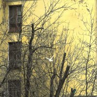 Внезапно голубь пролетел :: Мария - Maria