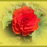 Бегония :: Freddy 97