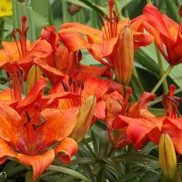 Лилии :: Freddy 97