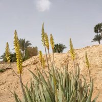 Египет. Шарм-эль-Шейх :: Ирэн Египет. Шарм-эль-Шейх :: Ирэн