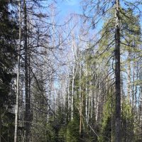 Весна в лесу. :: ВикТор Быстров