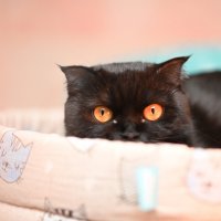 Маруся :: Вячеслав Дроздов